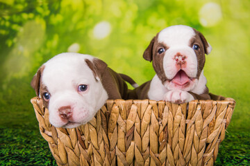 Two funny American Bullies puppies on green background