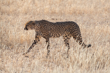 Guépard, cheetah, Acinonyx jubatus, Parc national Kruger, Afrique du Sud