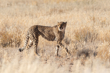 Guépard, cheetah, Acinonyx jubatus, Parc national Kruger, Afrique du Sud