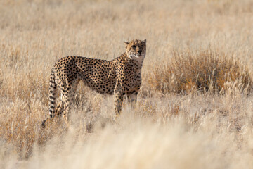 Guépard, cheetah, Acinonyx jubatus, Parc national Kruger, Afrique du Sud