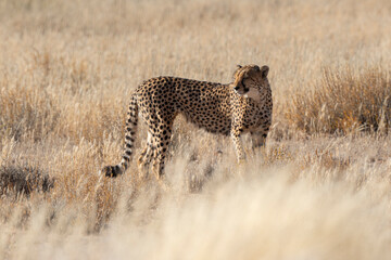 Guépard, cheetah, Acinonyx jubatus, Parc national Kruger, Afrique du Sud