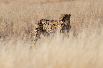 Guépard, cheetah, Acinonyx jubatus, Parc national Kruger, Afrique du Sud
