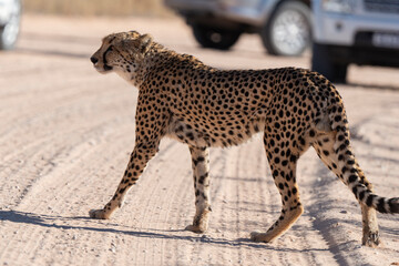 Guépard, cheetah, Acinonyx jubatus, Parc national Kruger, Afrique du Sud