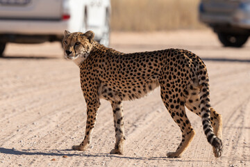 Guépard, cheetah, Acinonyx jubatus, Parc national Kruger, Afrique du Sud