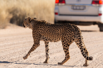 Guépard, cheetah, Acinonyx jubatus, Parc national Kruger, Afrique du Sud