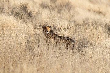 Obraz na płótnie Canvas Guépard, cheetah, Acinonyx jubatus, Parc national Kruger, Afrique du Sud