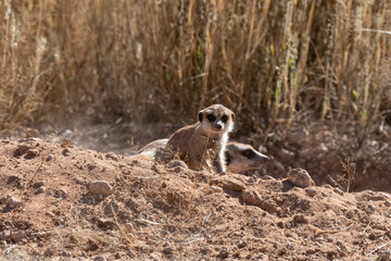 Suricate, Suricata suricatta, Parc national Kalahari, Afrique du Sud