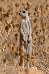 Fototapeta premium Suricate, Suricata suricatta, Parc national Kalahari, Afrique du Sud