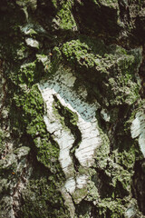birch bark
