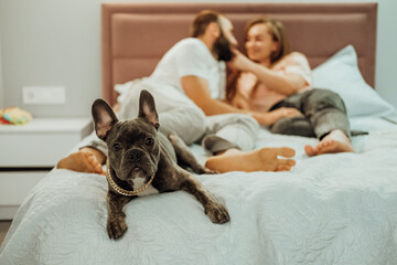 French Bulldog with Golden Chain Laying on the Bed with Cheerful Man and Woman on the Background, Family with Pet at Home