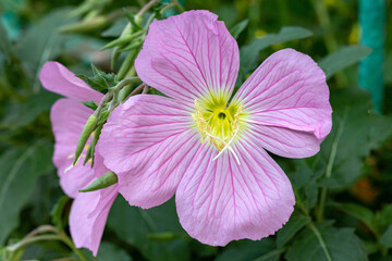 Flowering pink evening primrose (Oenothera speciosa) close-up.