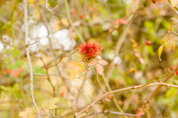 Diplolepis Rosae Gall on a wild rose bush (Rosa Canina) in the forest in autumn. Spain. Known as Robin's Pincushion Gall or Gall Bedeguar Pincushion.