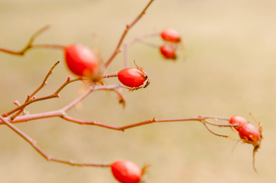 Rose hips of a wild rose bush (Canine Rose) among other rose hips in a forest in Spain in autumn. Selective focus on the fruit in the center.
