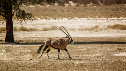 South African Oryx running in dry land in Kgalagadi transfrontier park, South Africa; specie Oryx...