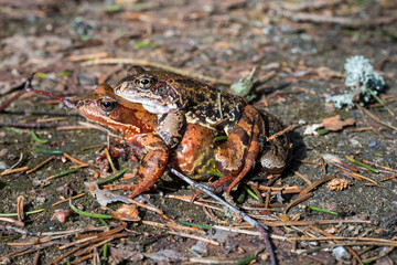 A frog sitting on a frog's back.