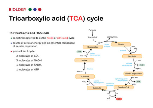 Biological infographic show tricarboxylic acid cycle or also called Krebs and citric acid cycle for energy production as ATP in aerobic respiration