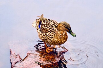 Stockente Ente bräunlich grüner Schnabel sitzend auf einem Stein im Wasser Nahaufnahme 