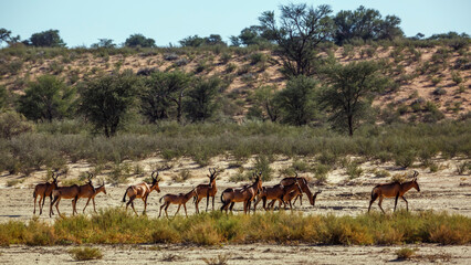 Naklejka premium Small group of Hartebeest in dry land scenery in Kgalagadi transfrontier park, South Africa; specie Alcelaphus buselaphus family of Bovidae
