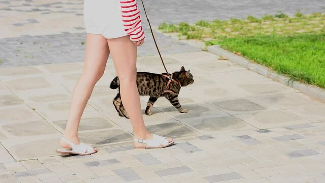 Caucasian woman walking with a cat on a leash outdoors in summer. 
