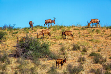 Naklejka na ściany i meble Small group of Hartebeest grazing in sand dune in Kgalagadi transfrontier park, South Africa; specie Alcelaphus buselaphus family of Bovidae