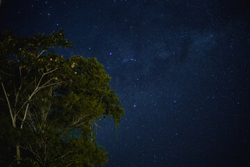 Fototapeta na wymiar Sky with stars and trees in peruvian jungle