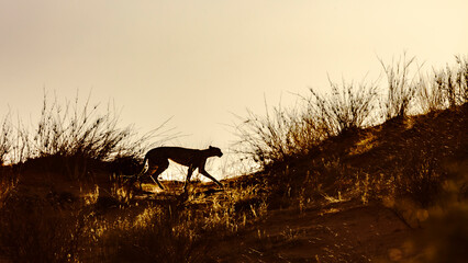 Cheetah walking in sand dune at dawn in Kgalagadi transfrontier park, South Africa   Specie Acinonyx jubatus family of Felidae © PACO COMO
