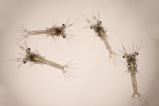 Shrimp, Zoea stage of Vannamei shrimp in light microscope, Shrimp larvae under a microscope, White shrimp, Nauplius, zoea, Larvae. Background.