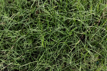 Green grassland. textured background. pattern. wallpaper