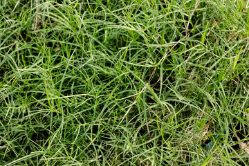 Green grassland. textured background. pattern. wallpaper