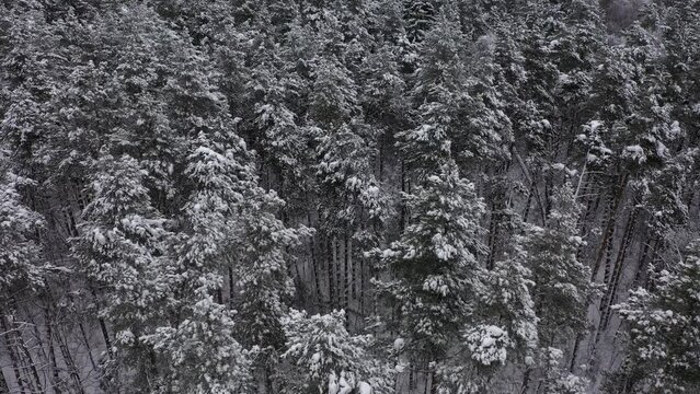 Aerial view of winter pine-tree forest covered by snow during cloudy weather