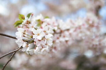 Closeup of White Cherry Blossom Flowers on a Tree Branch in Central Park of New York City during the Spring
