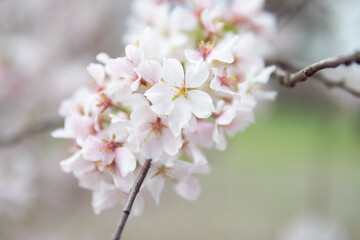 Closeup of White Cherry Blossom Flowers on a Tree Branch in Central Park of New York City during the Spring