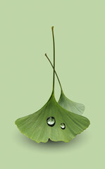 Water drops on ginkgo leaves isolated on light green background, close-up. Ginkgo Biloba for layout of vertical flyer with soft shadow. - 521488886