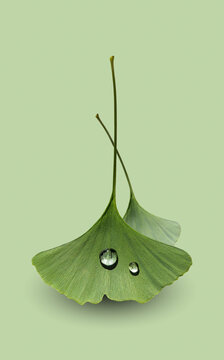 Water drops on ginkgo leaves isolated on light green background, close-up. Ginkgo Biloba for layout of vertical flyer with soft shadow.