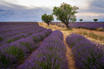 Campi di lavanda in fiore, Provenza