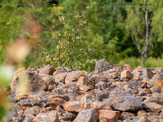 Stones rocks and slag in foreground with birch trees