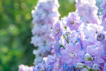 Delicate Flower background Delphinium in the garden. Light blue summer blooming delphinium flowers illuminated by the sun, close-up.