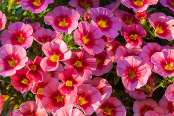 Floral background with bright pink calibrachoa with yellow throat. Summer floral background