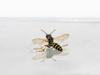 The wasp stands on the surface of the water and drinks