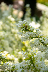 white flowers, slender deutzia