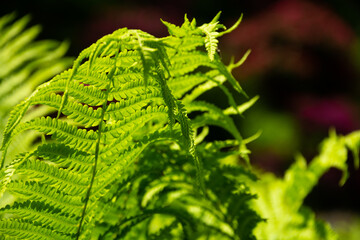 fern leaves in the sun, dark background