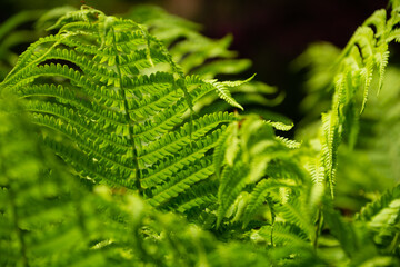 fern leaf in the forest