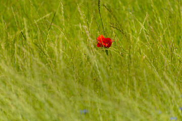 poppy in the grass
