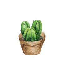 Green cactus in a pot isolated on a white background. Watercolor drawing for the design of postcards, stationery and textiles.