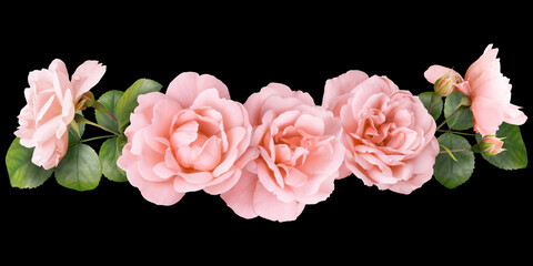 Pink roses isolated on black background. Floral arrangement, bouquet of garden flowers. Can be used...