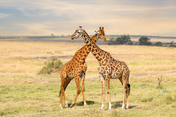 Pair of Masai Giraffe with intertwined necks, Giraffa camelopardalis tippelskirchi, Maaasai Mara...