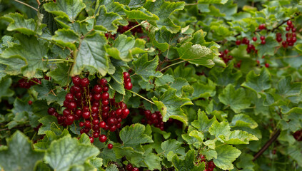 Obraz premium Closeup shot on the leaf of fresh redcurrant or red currant (Ribes rubrum)with berries hanging on a branch with blurred background, ripe berry with hight vitamain, season fruit in the garden