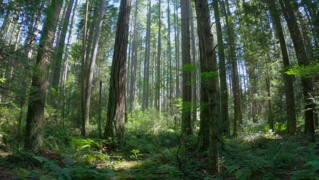 Pacific Northwest Forest Underbrush 4K UHD. A camera move in the understory in a temperate rainforest of the Pacific Northwest. 4K UHD.
