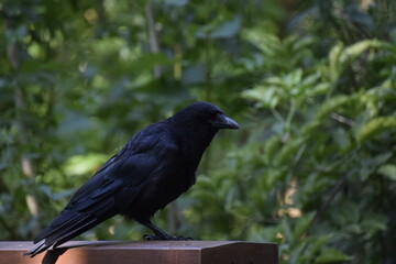 crow