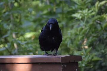crow on a bridge